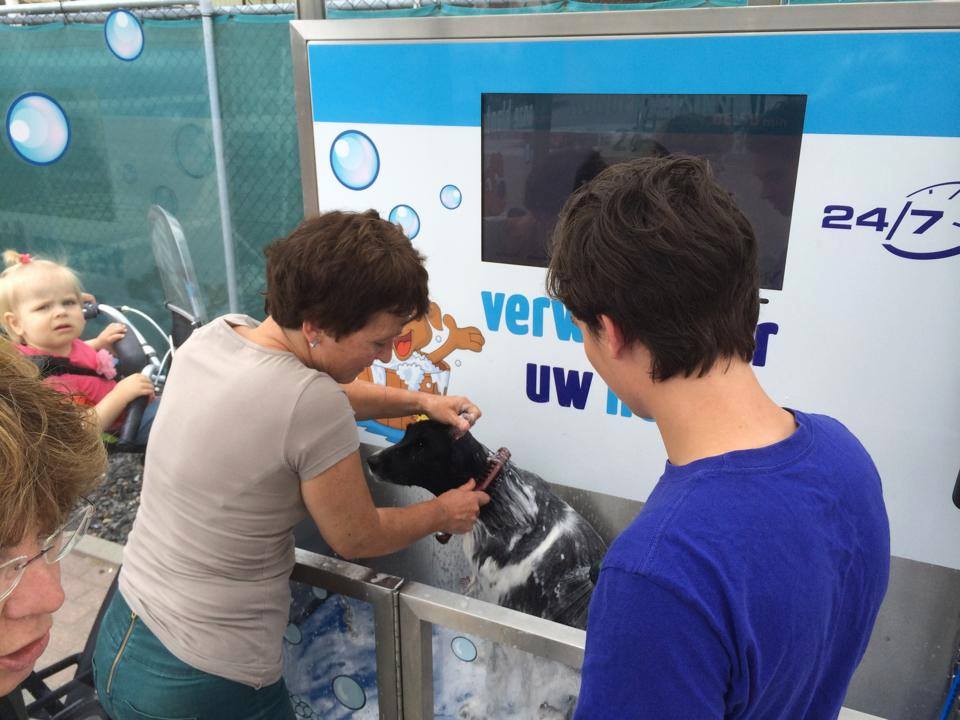 Lavage d'un chien dans un Dogwash