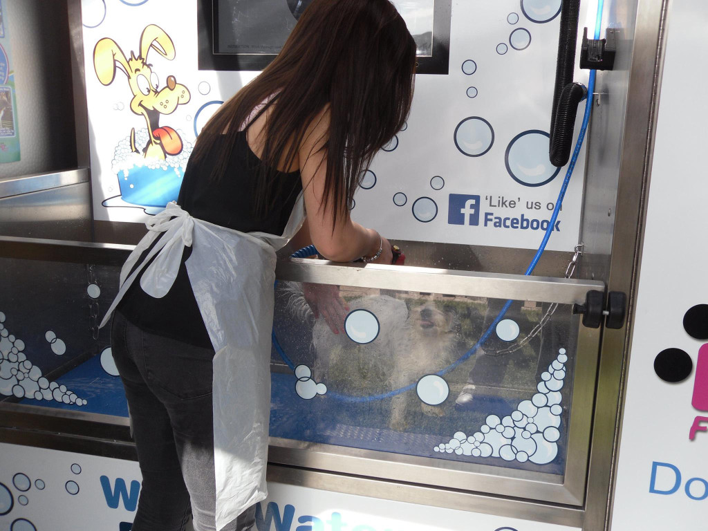 Lavage de chien dans un Dogwash