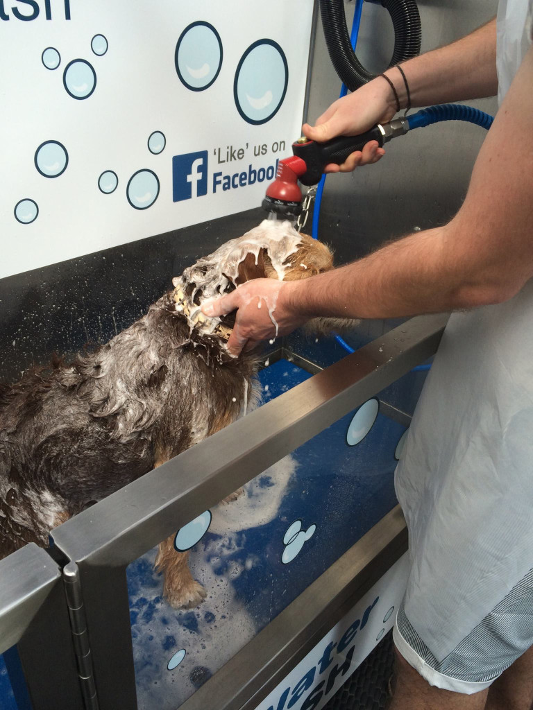 Lavage de chien dans un Dogwash