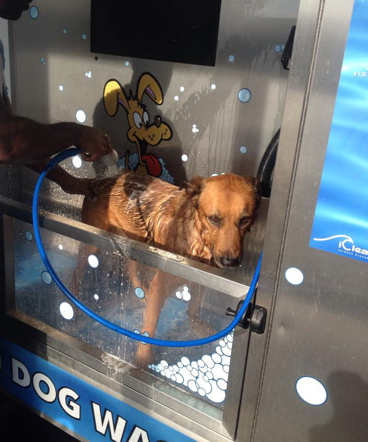 Lavage d'un chien - Dogwash France