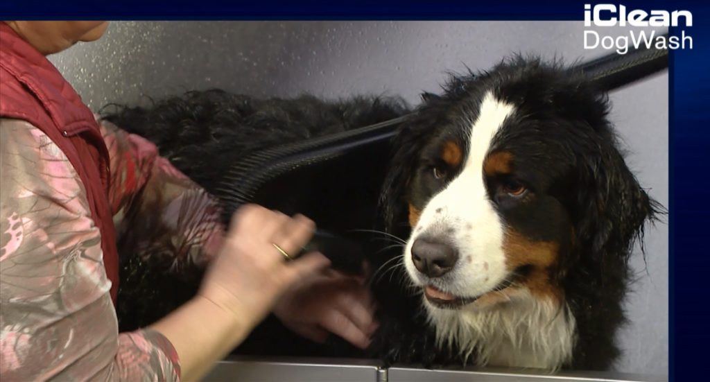 Chien dans un dogwash