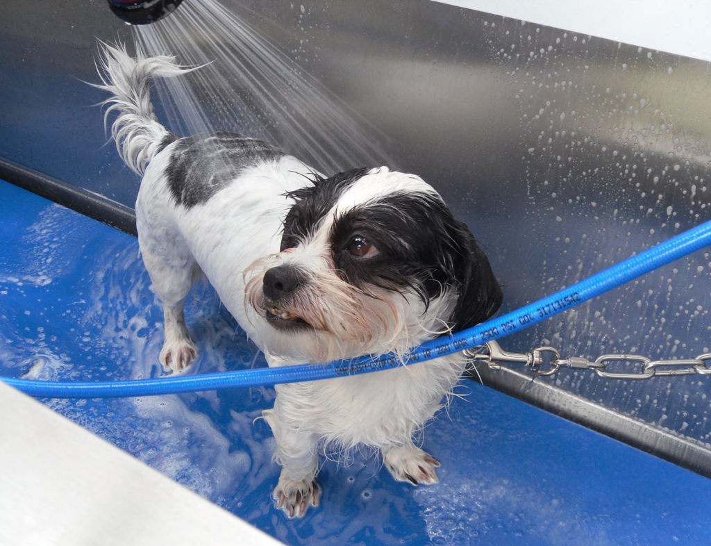 Petit chien dans un dogwash