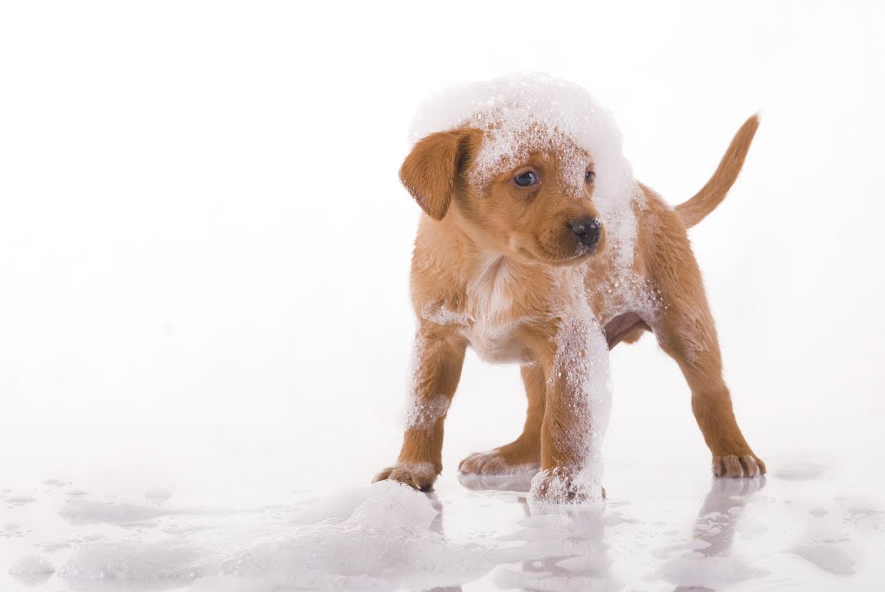 Lavage d'un chien Dogwash