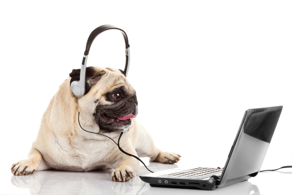 Chien au téléphone - Dogwash France