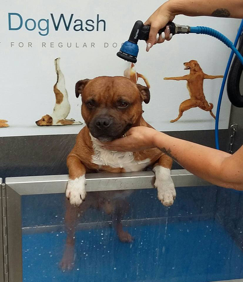 Petit chien station de lavage