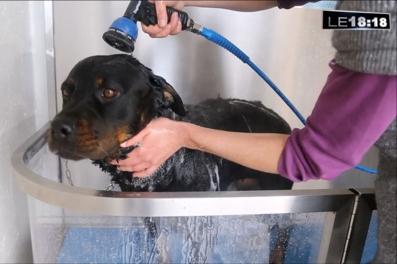 dogwash-journal-laprovence