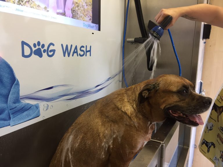 Dogwash en Suisse : l’article du journal lenouvelliste.ch