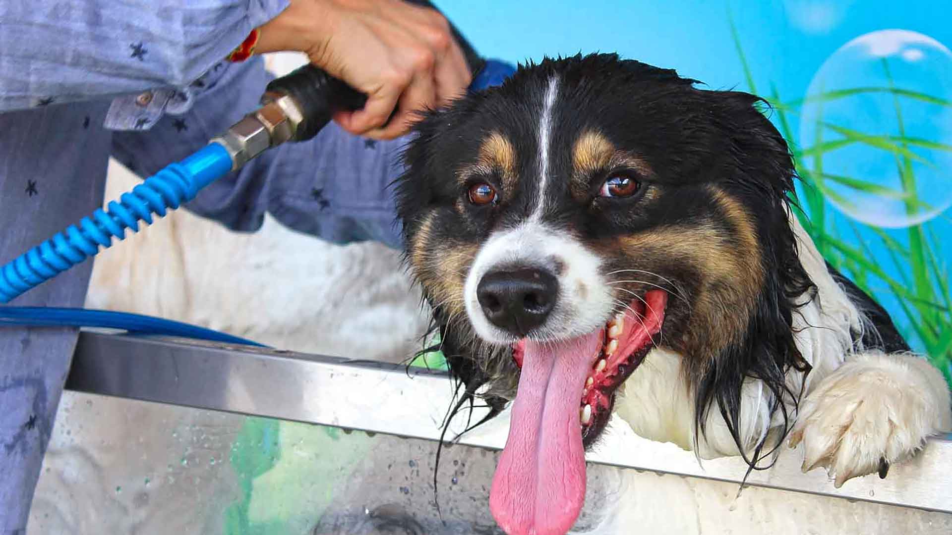 Dogwash