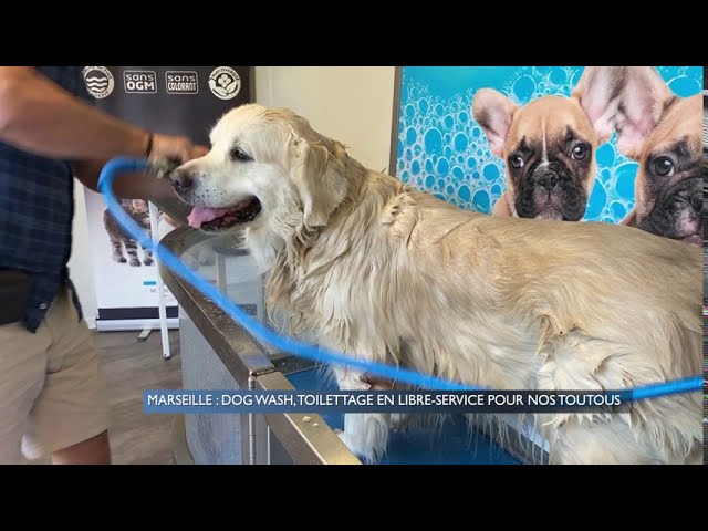 Dogwash Marseille : l’espace de lavage canin présenté par JAF-info